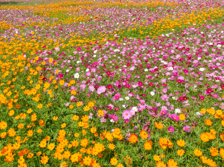 Colorado Wildflowers