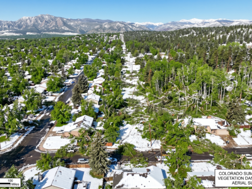 Denver’s Green Canopy Reeling After Unexpected Spring Blizzard