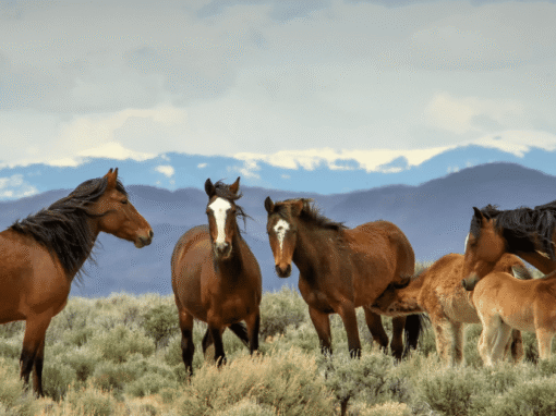 Where the Wild Things Roam: Discovering Colorado’s Majestic Wildlife!