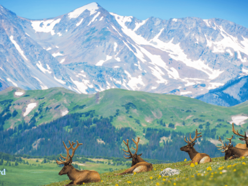 Mountain Magic: Coexisting with Colorado’s Incredible Wildlife