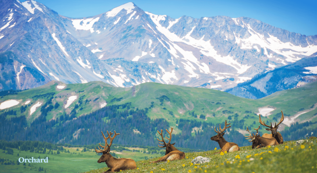 Colorado Wildlife