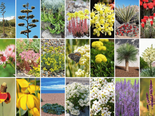 2026 Guide: Native Plants Colorado Enthusiasts Love